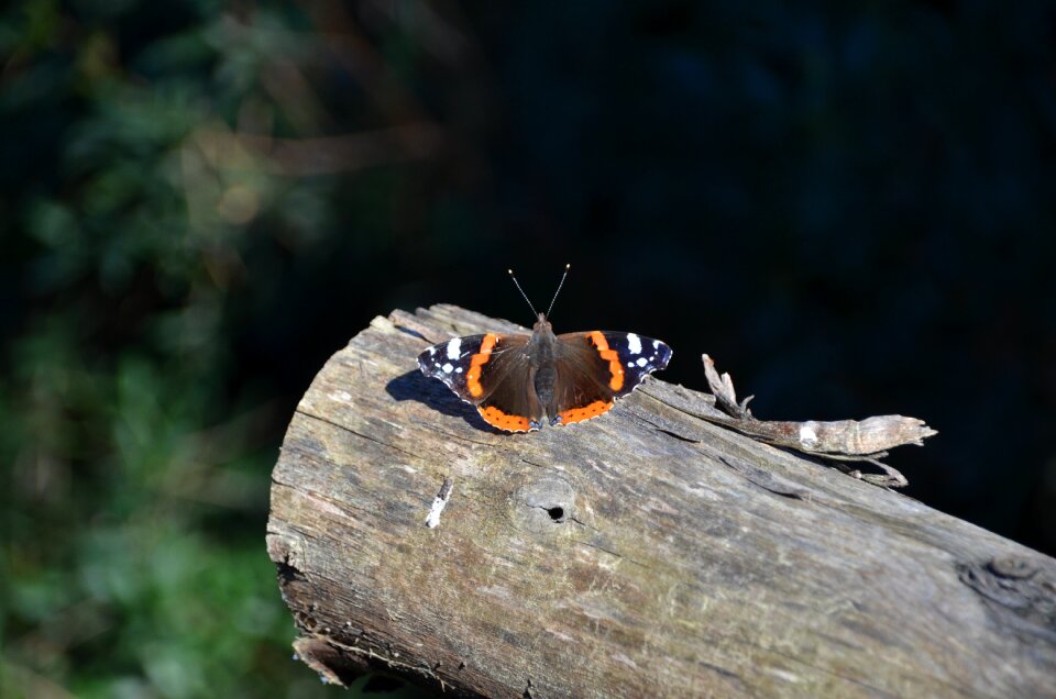 Nature wood insect