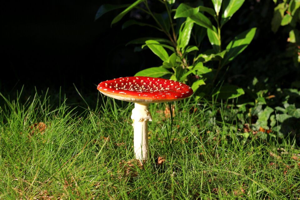 Fly agaric garden in the grass
