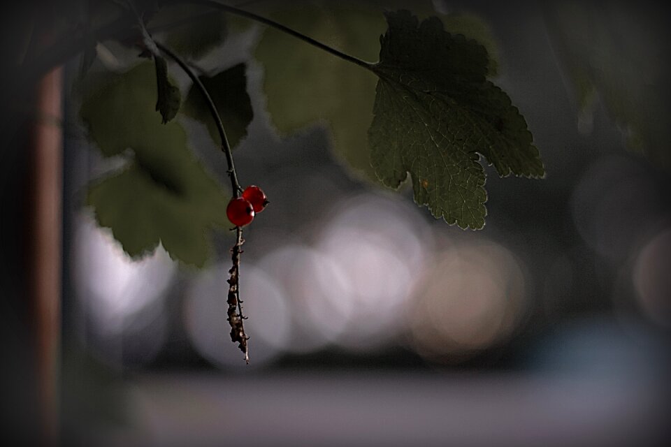 Atmospheric nature close up