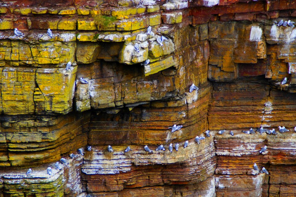 Gulls rock coast