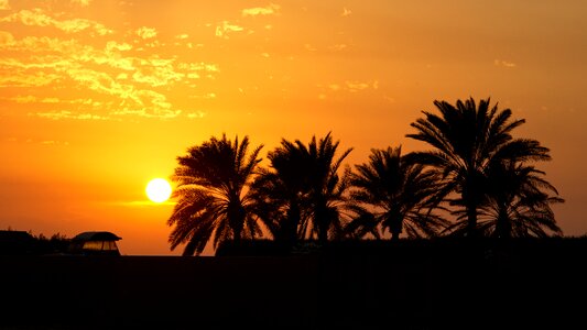 Red sea palm trees clouds photo