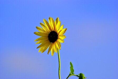 Yellow bloom summer photo