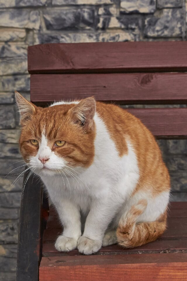 Redhead predator wild