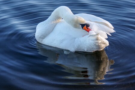 Swan winter water birds