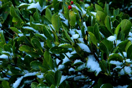 Backgrounds christmas tree lush foliage