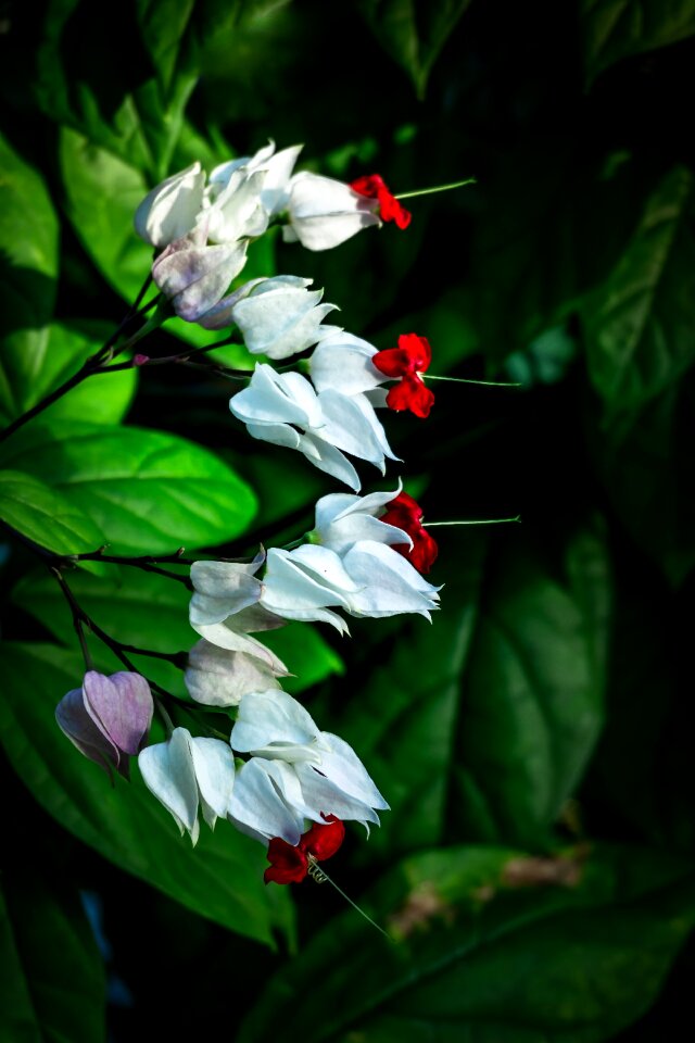 Nature a flower garden affix