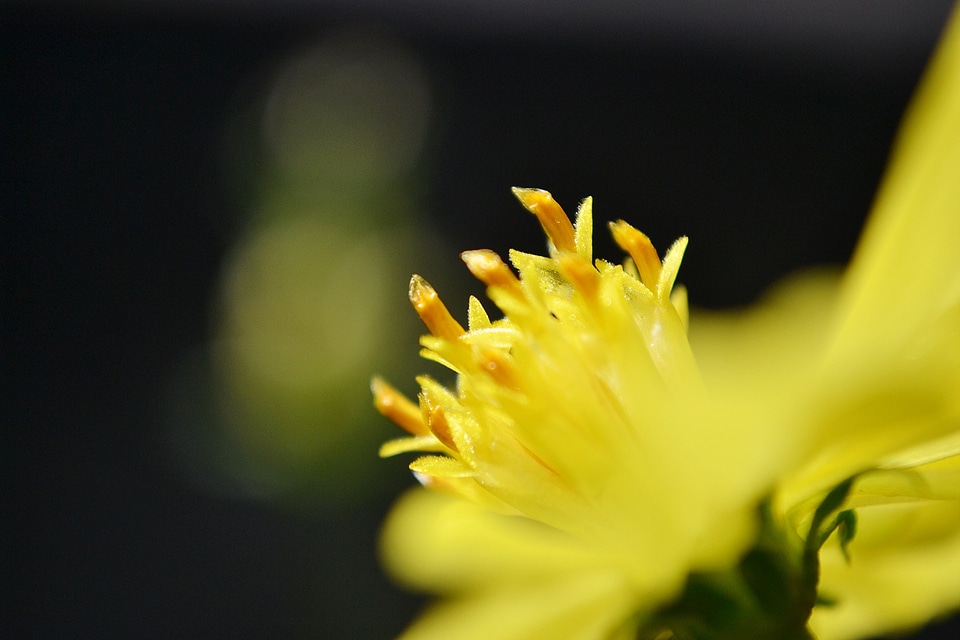 Center of a flower summer blossom