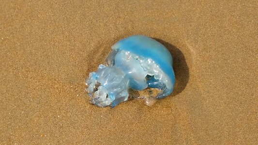 Jellyfish beach north sea photo