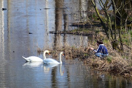 Swans lake friendship photo