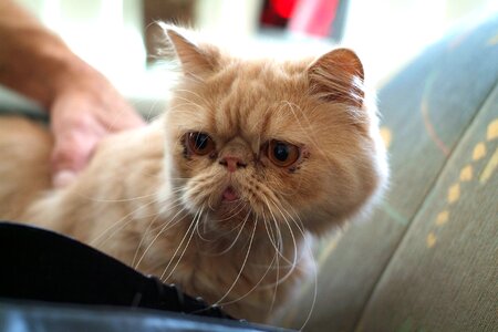 Cats press portrait