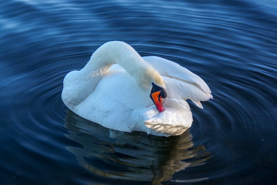 Swan winter feathers