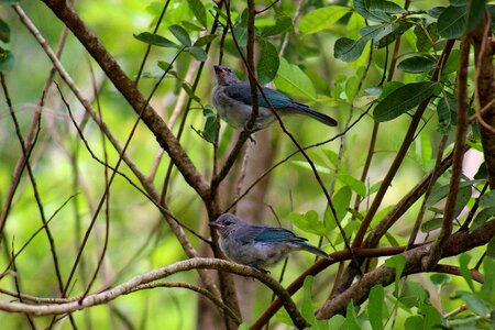 Blue pipira blue sanhaçu plumage