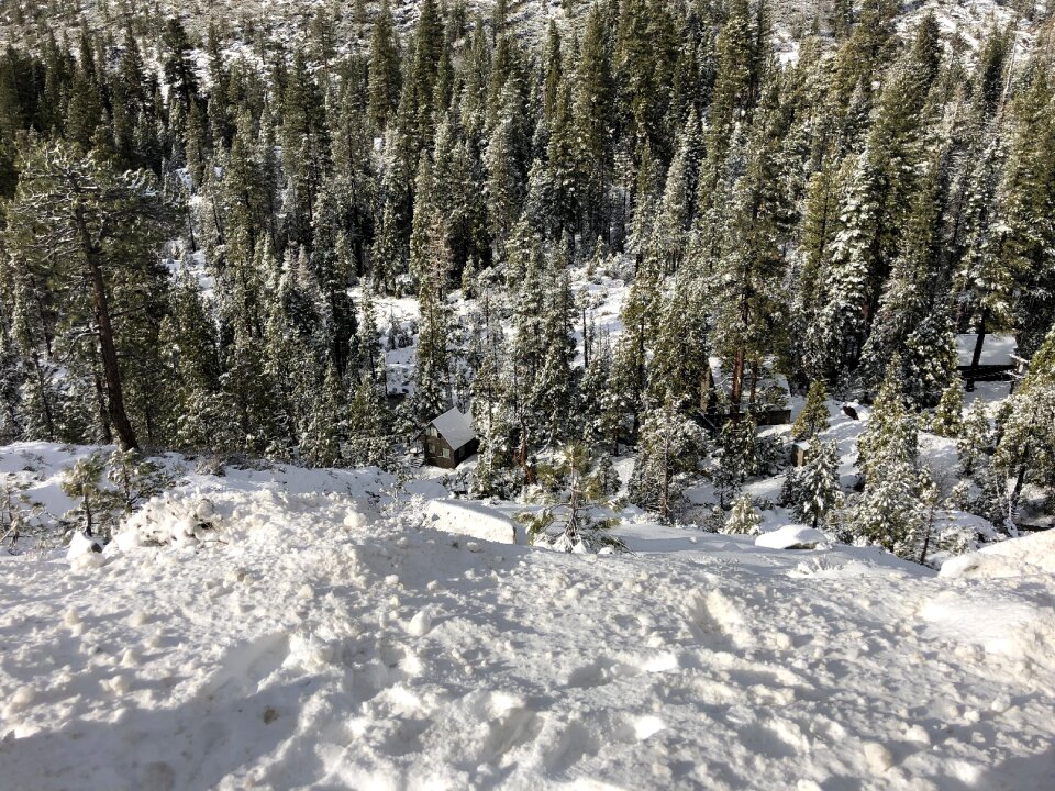 Tree pine hut photo