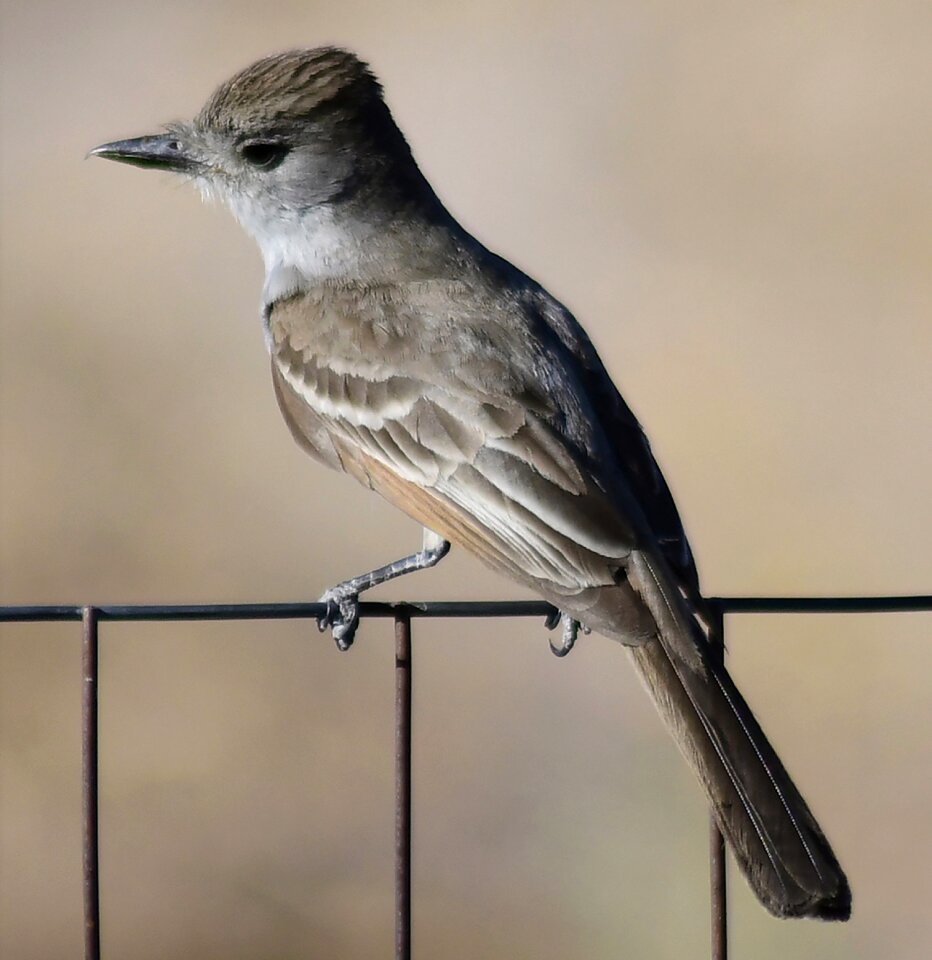 Wildlife plumage males