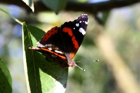 Macro wing animals