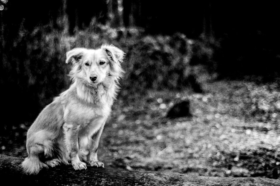 Pet hiking portrait