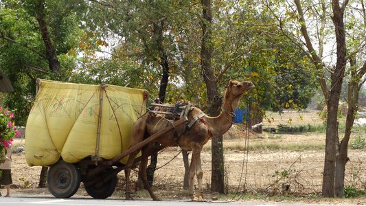 Camel transport india photo