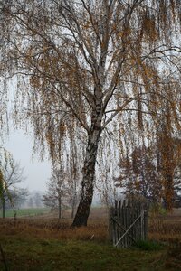 Birch landscape tree