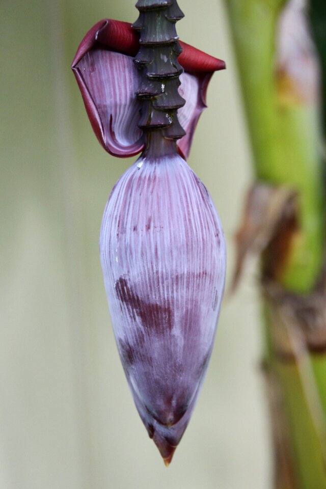 Blossom bloom banana plant