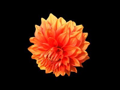 Dahlias asteracea