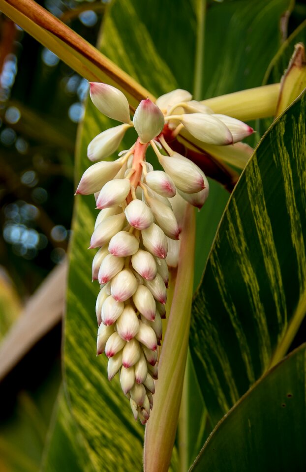 Bloom flower alpinia zerumbet