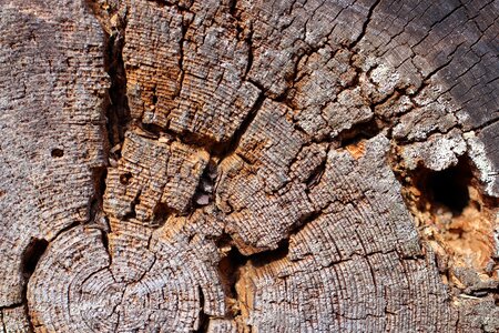 Forest mood log