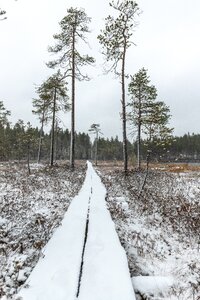 Nature landscape frozen