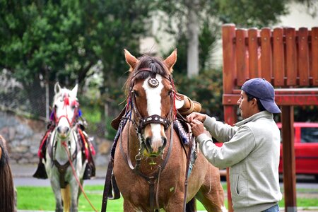 Rider animals nature photo