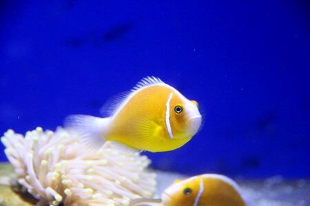 Fish aquarium undersea world photo