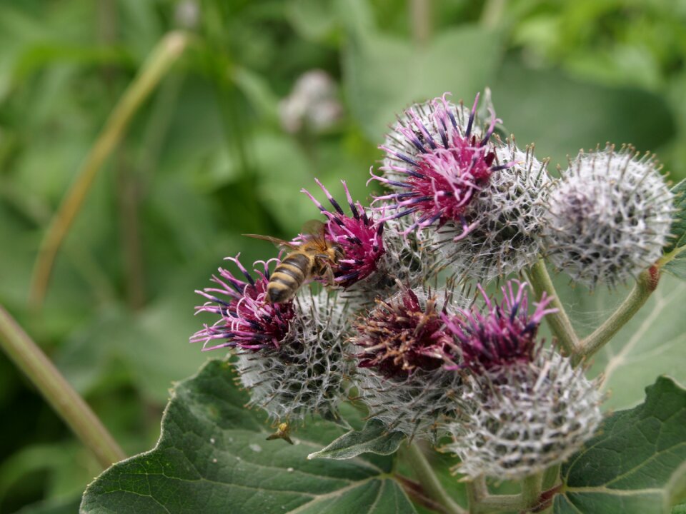 Angiosperm flower nature