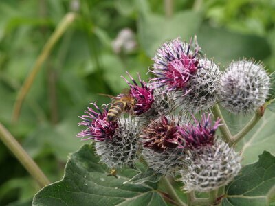 Angiosperm flower nature