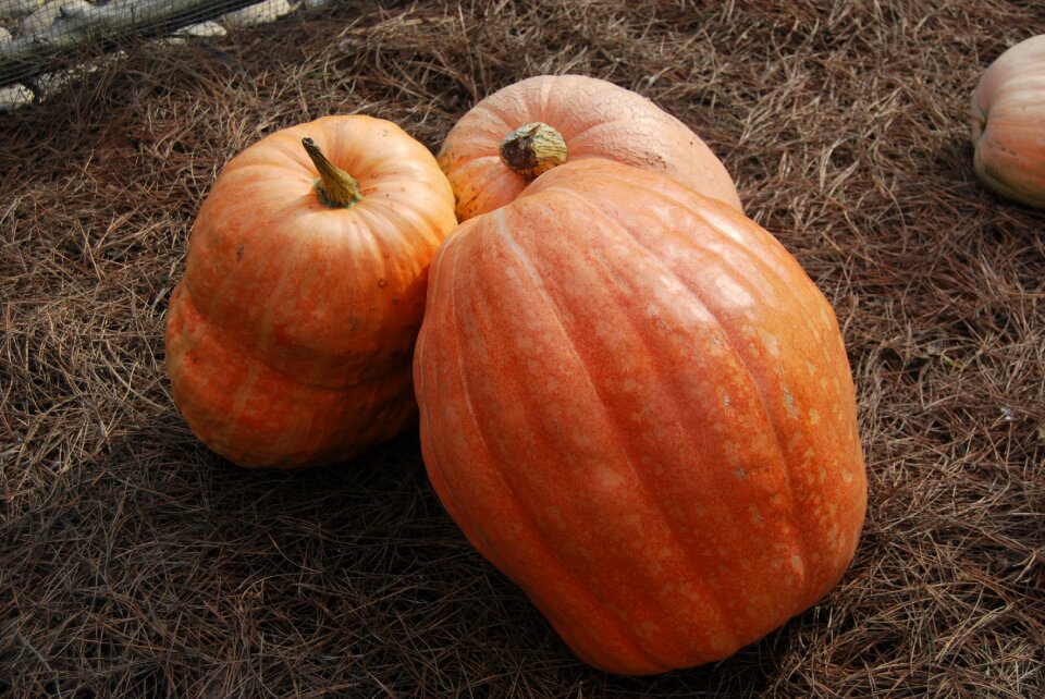 Pumpkin vegetable huerta