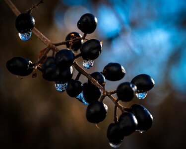 Drip macro black