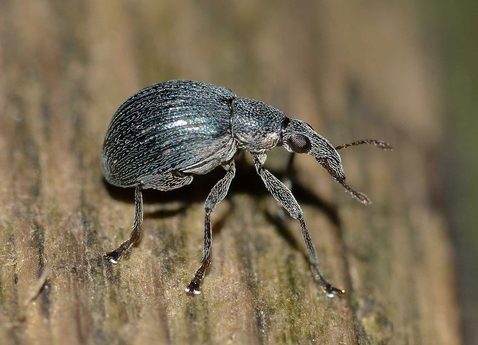 Weevil insects beetle