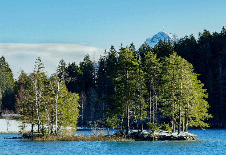 Winter water trees