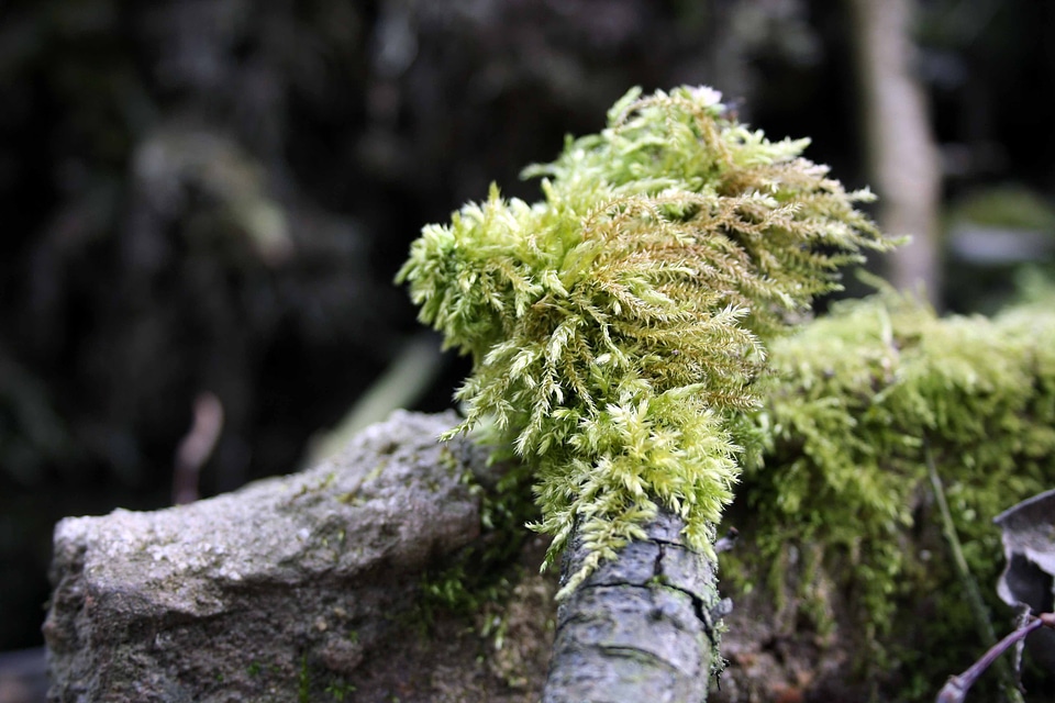 Forest floor moss flora
