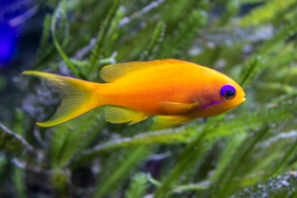 Aquarium diving water
