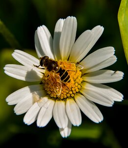 Yellow white insect