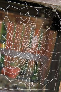 Winter spider silk web photo