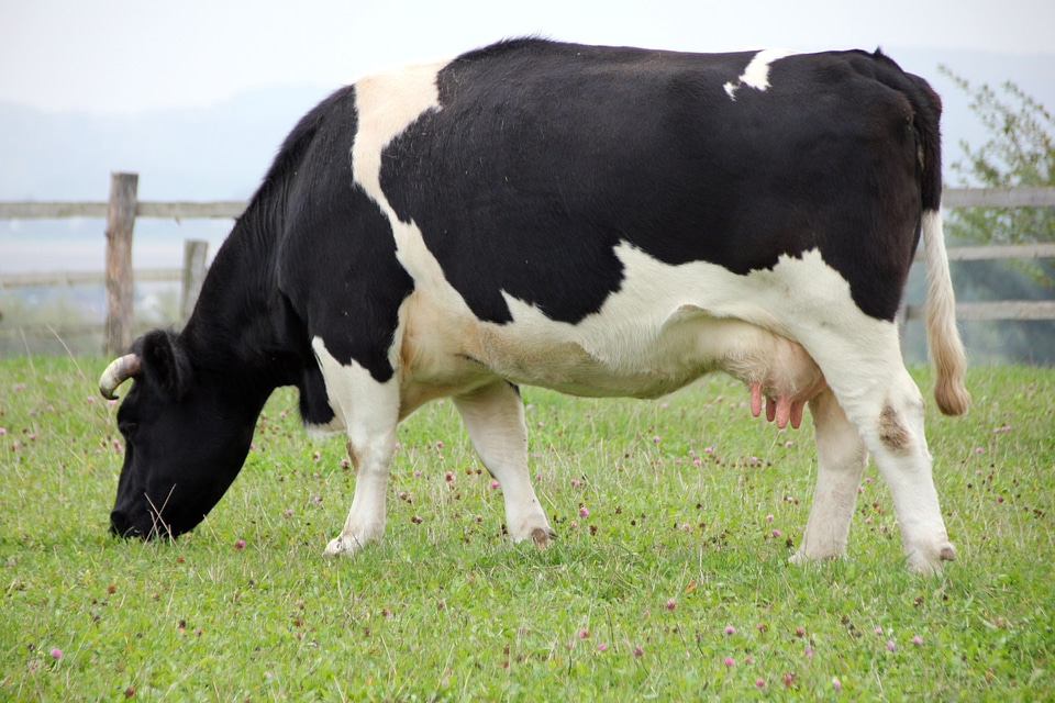 Pasture graze black and white