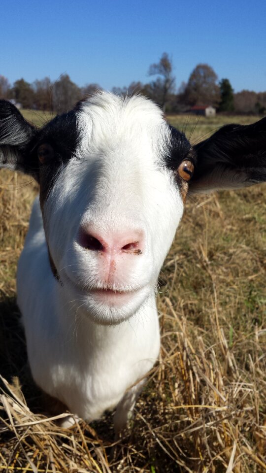 Animals livestock curious