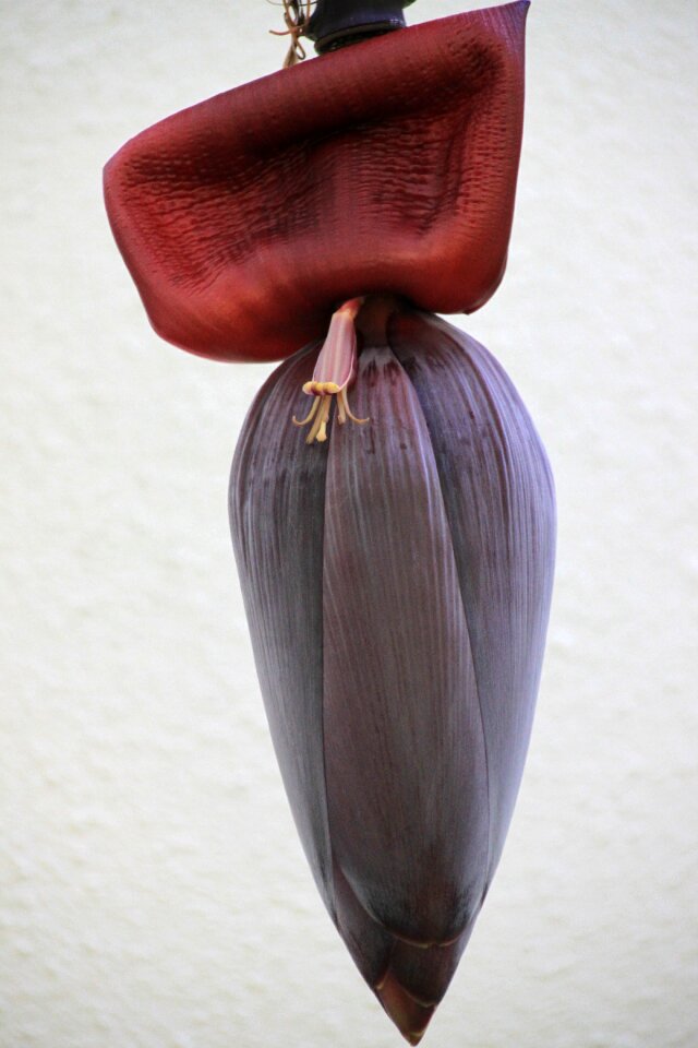 Tropical plant exotic