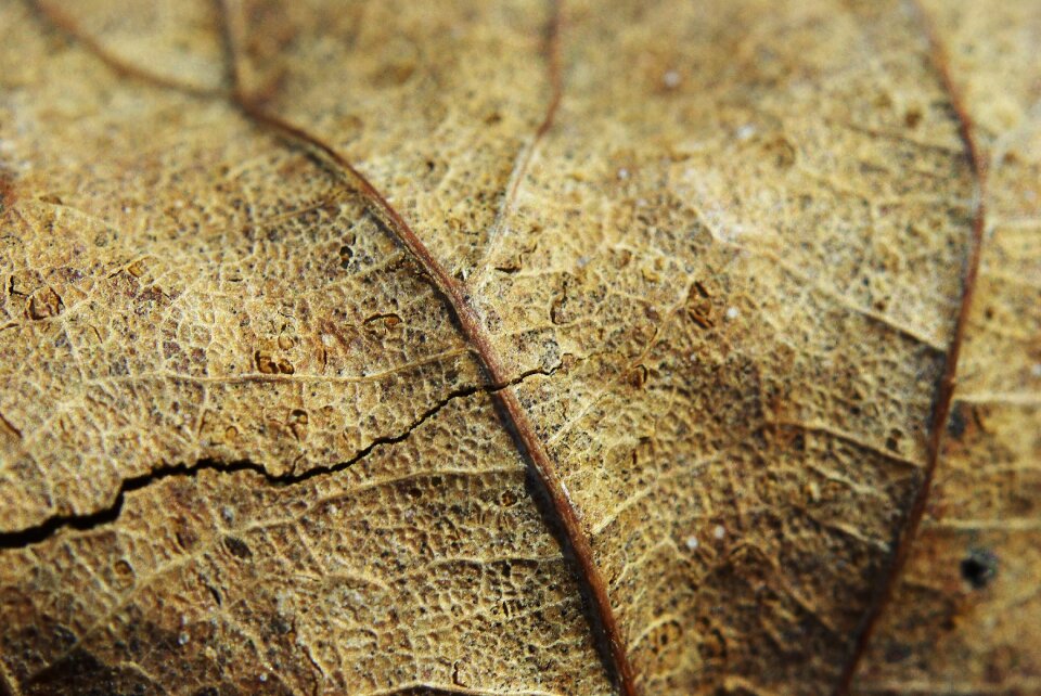 Crack macro photography brown
