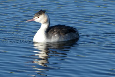 Breeding season down feathers waterfowl photo