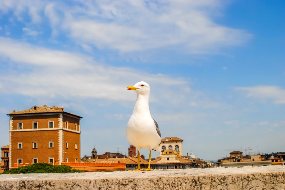 Nature seagull wings