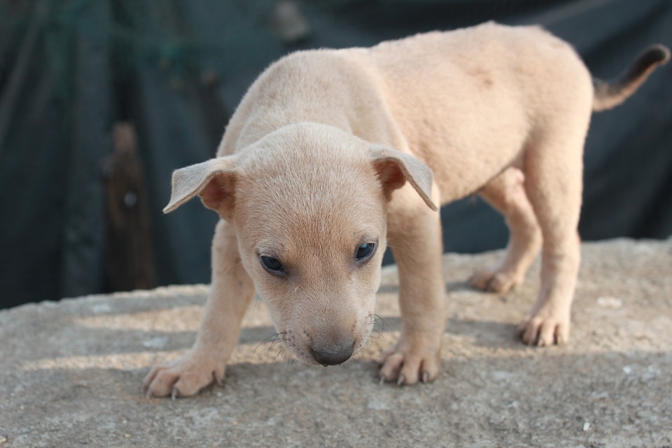 Canine retriever mammal