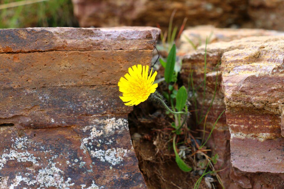Stone wall nature close up