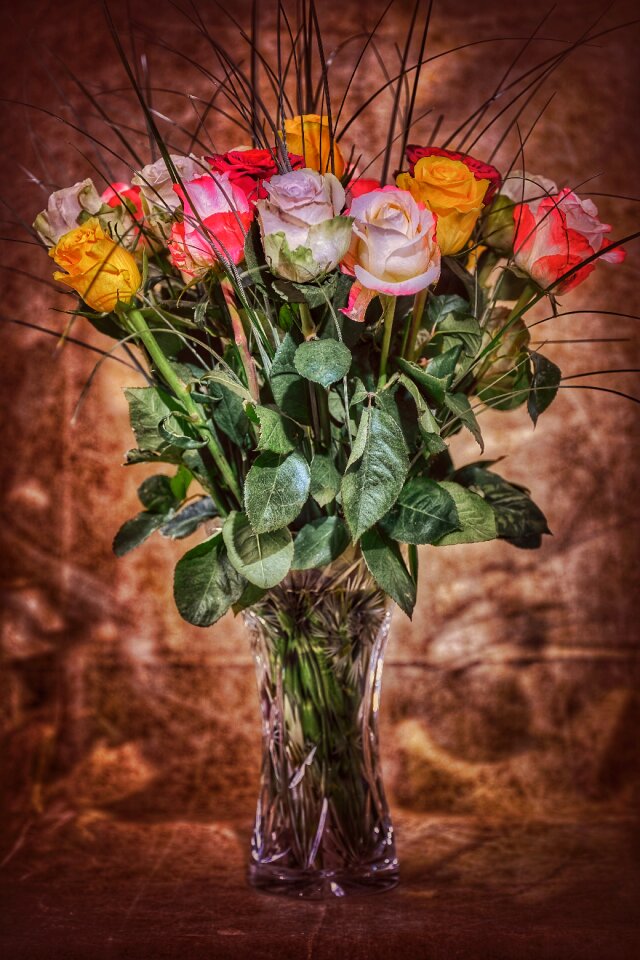 Rose bloom blossom bloom