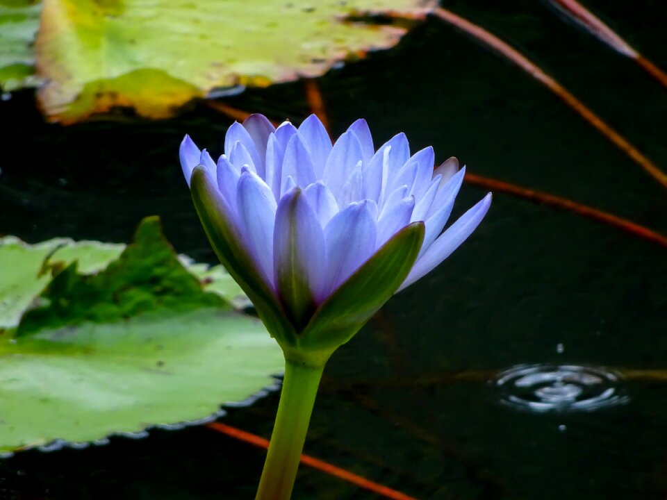 Flower blue aquatic