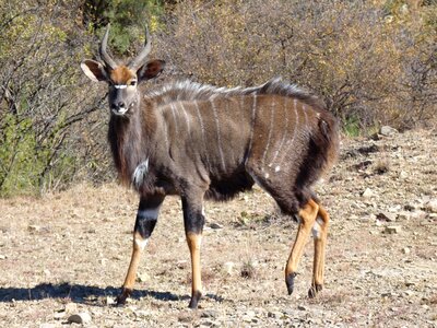 Animal world animal nyala antelopes photo